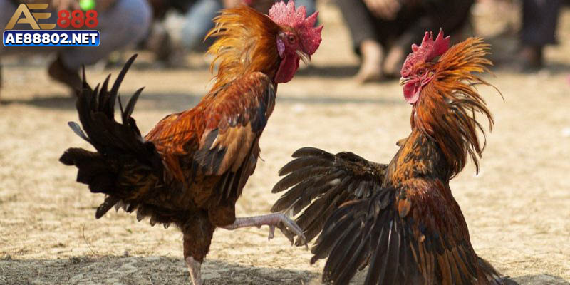 Đá Gà Đòn Và Kỹ Năng, Kèo Cược, Địa Chỉ Chơi Uy Tín