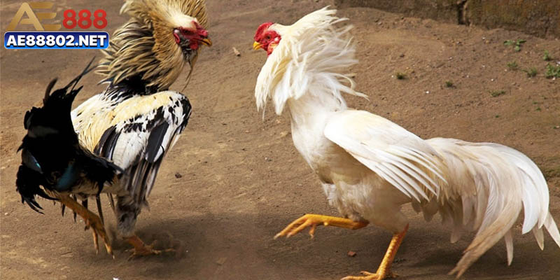 Đôi nét tổng quan về địa chỉ trang đá gà uy tín