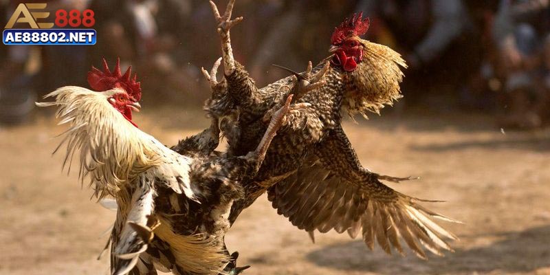 Mẹo bắt kèo chiến kê đá cựa sắt chắc thắng 