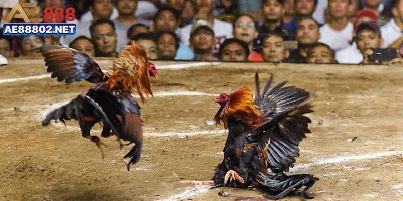 Những hình thức chiến kê được săn đón nhất