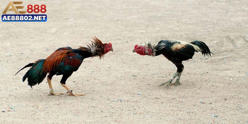 Ưu điểm cuốn hút khách hàng của sảnh chọi kê